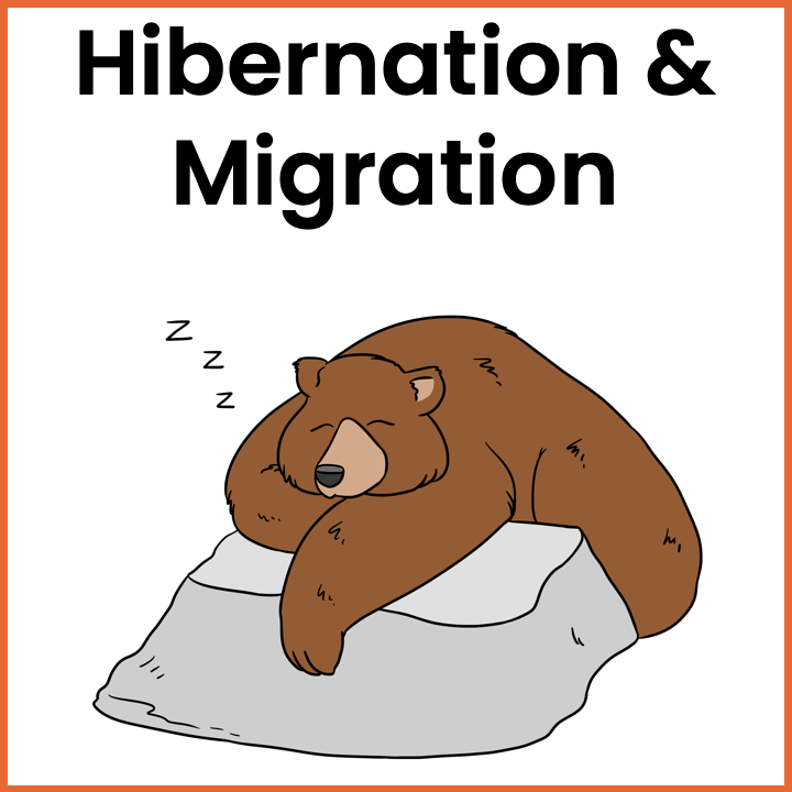 Books about hibernation, migration, and adaptation